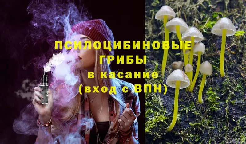 Псилоцибиновые грибы Psilocybe  Корсаков 